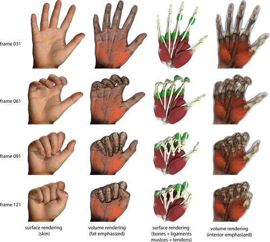 Volume Rendering of Human Hand Anatomy